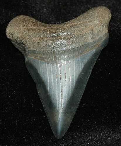 Angustiden Shark Tooth - Pre-Megalodon #198